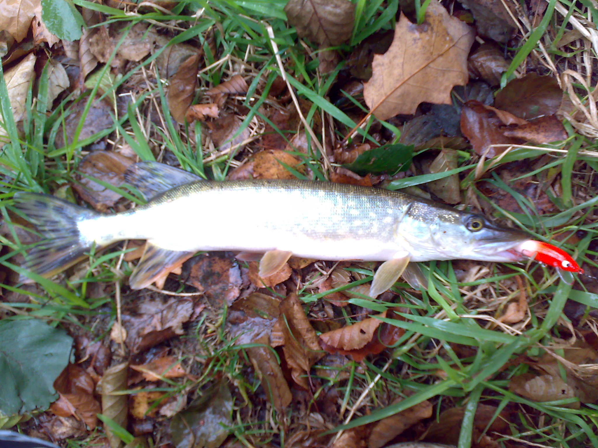 16102009694.jpg