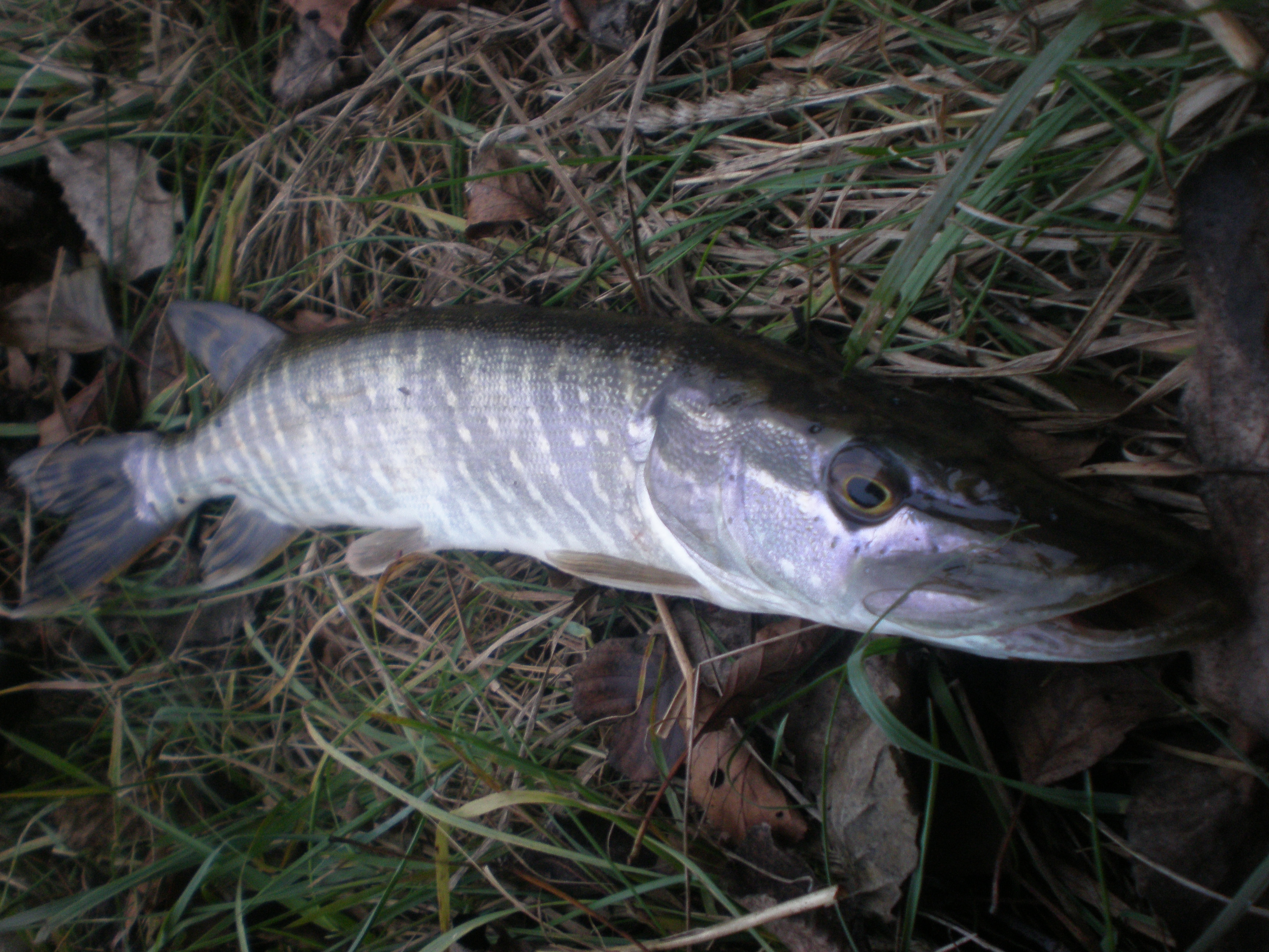 cca 40cm Blanice 22.10.09.JPG