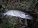 cca 40cm Blanice 22.10.09.JPG